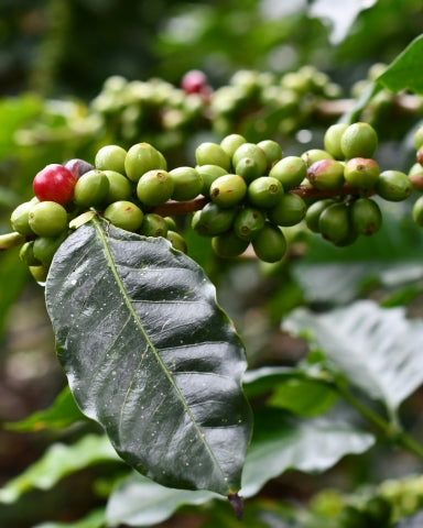 7 Fun Facts About Cafe Arabica That’ll Have You Rethinking Your Morning Coffee