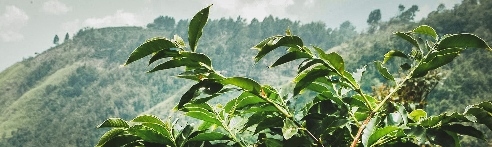Jamaica