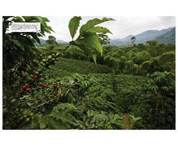 Photo of World Atlas of Coffee 2nd Edition ( ) [ Firefly Books ] [ Books ]